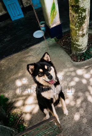 6-12 Months Male Mixed Breed German Shepherd