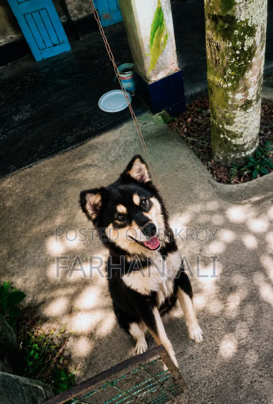 6-12 Months Male Mixed Breed German Shepherd