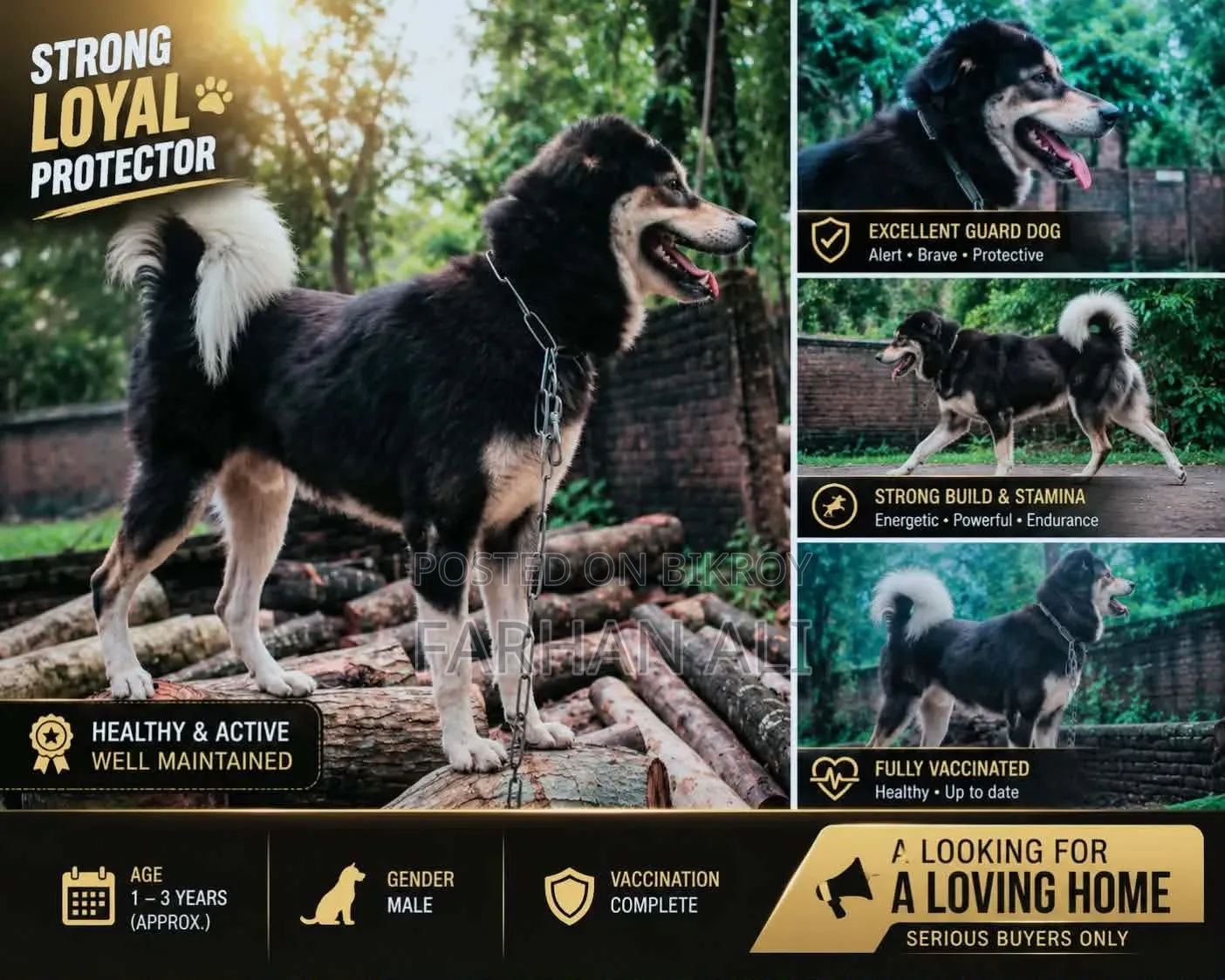 6-12 Months Male Mixed Breed German Shepherd