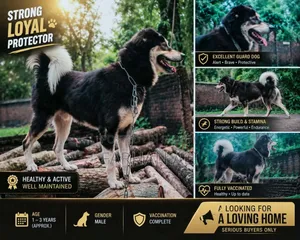 6-12 Months Male Mixed Breed German Shepherd