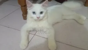 6-12 Months Female Purebred Persian