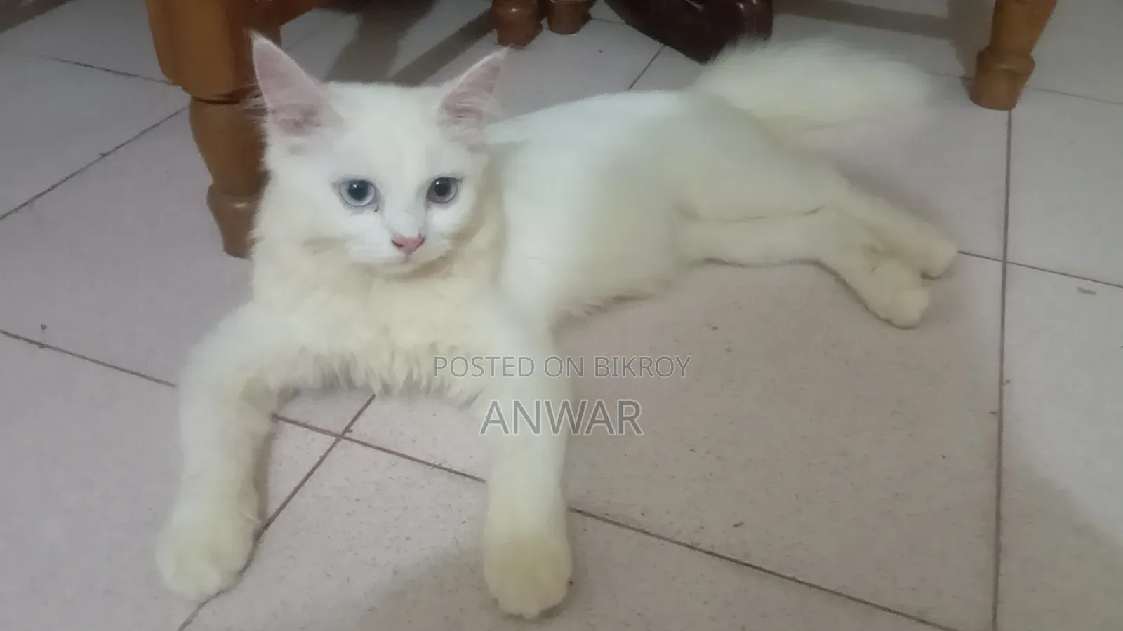 6-12 Months Female Purebred Persian