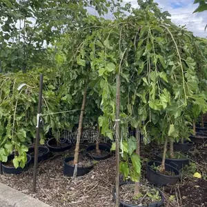 Mulberry Trees (মালবেরি গাছ)