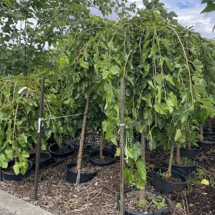 Mulberry Trees (মালবেরি গাছ)