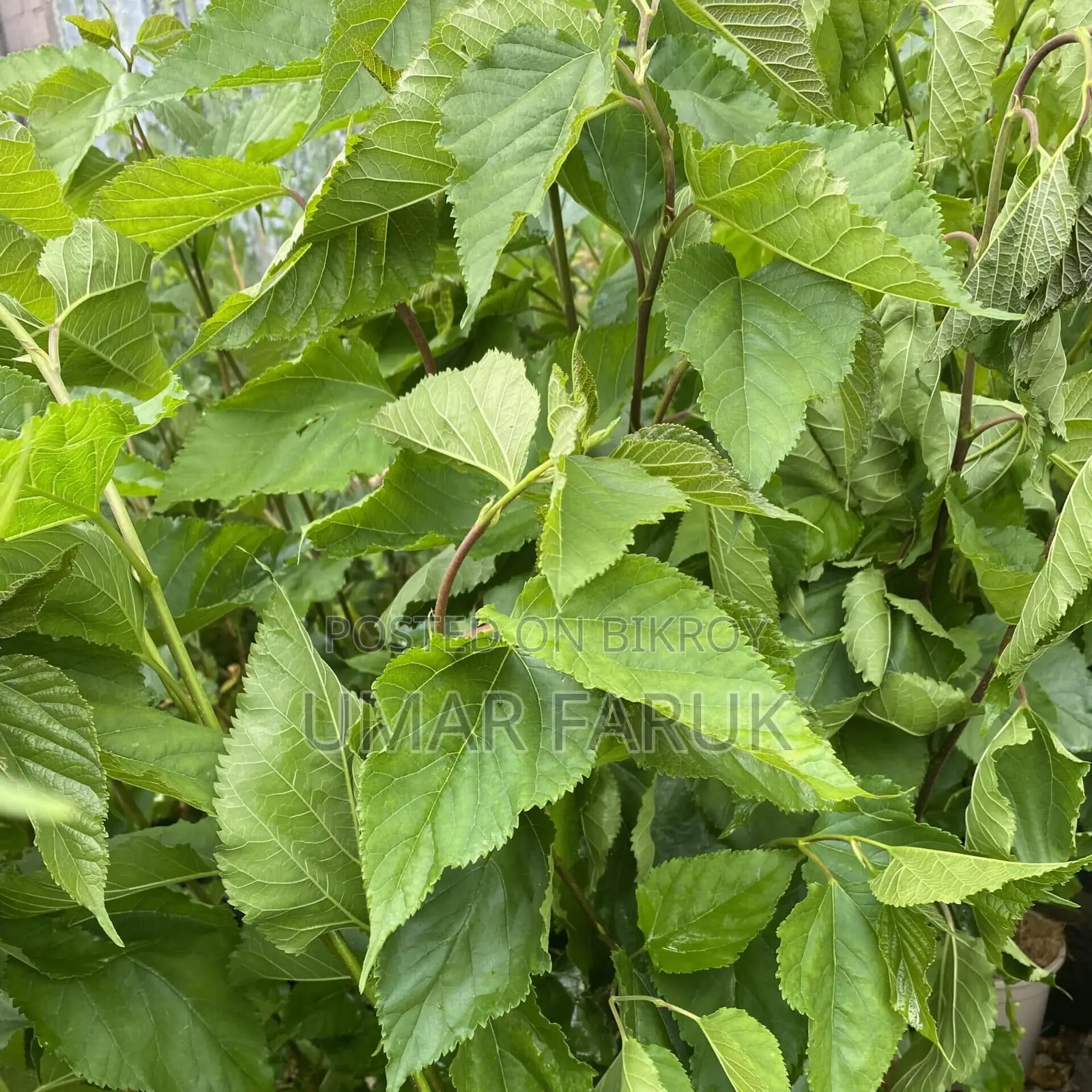Mulberry Trees (মালবেরি গাছ)