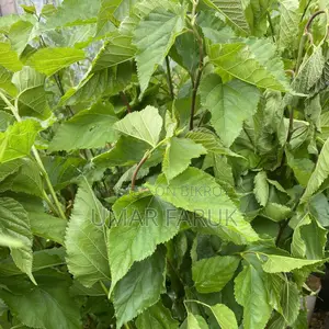 Mulberry Trees (মালবেরি গাছ)