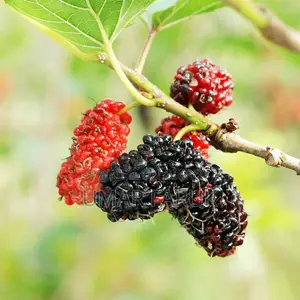 Mulberry Trees (মালবেরি গাছ)