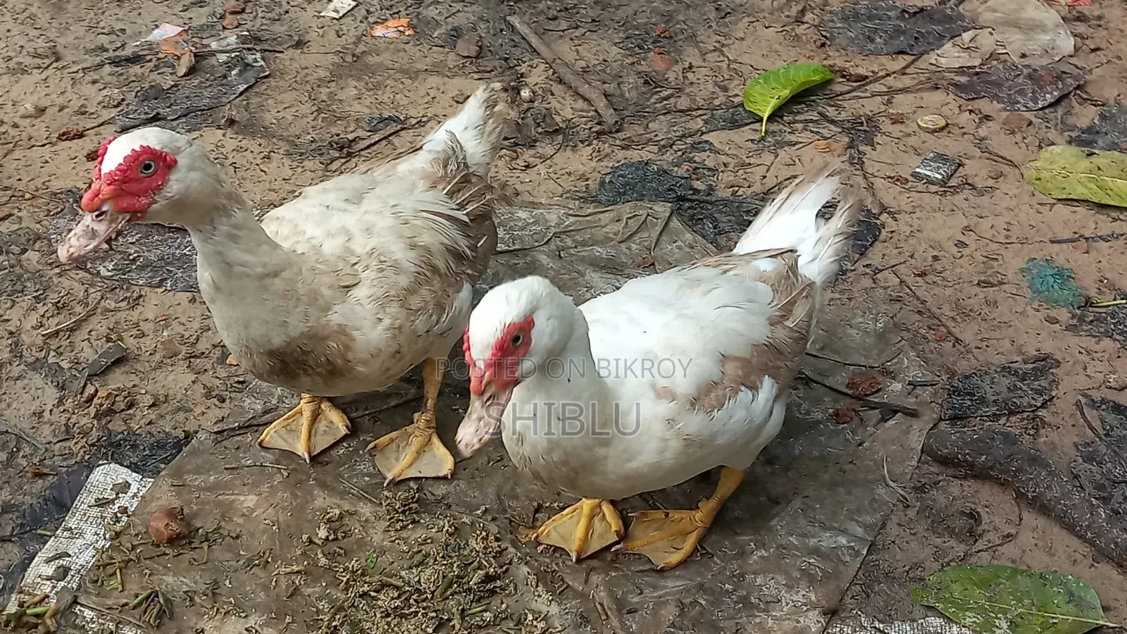 Running Chinese Ducks (Large Size 3 pcs)