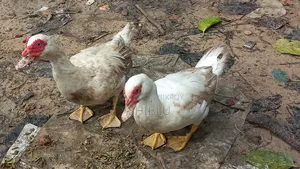 Running Chinese Ducks (Large Size 3 pcs)
