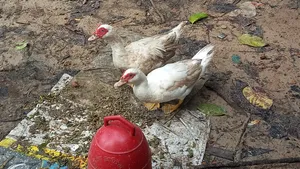 Running Chinese Ducks (Large Size 3 pcs)