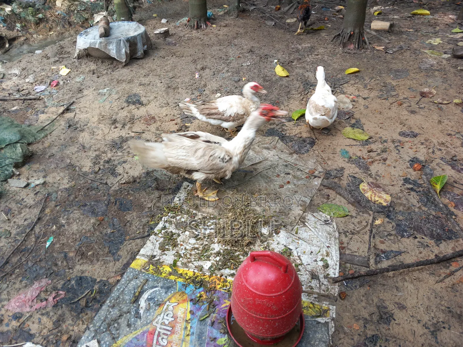 Running Chinese Ducks (Large Size 3 pcs)