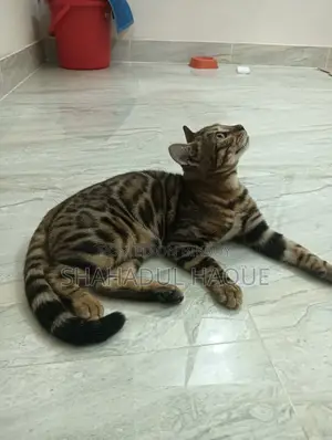 6-12 Months Female Purebred Bengal
