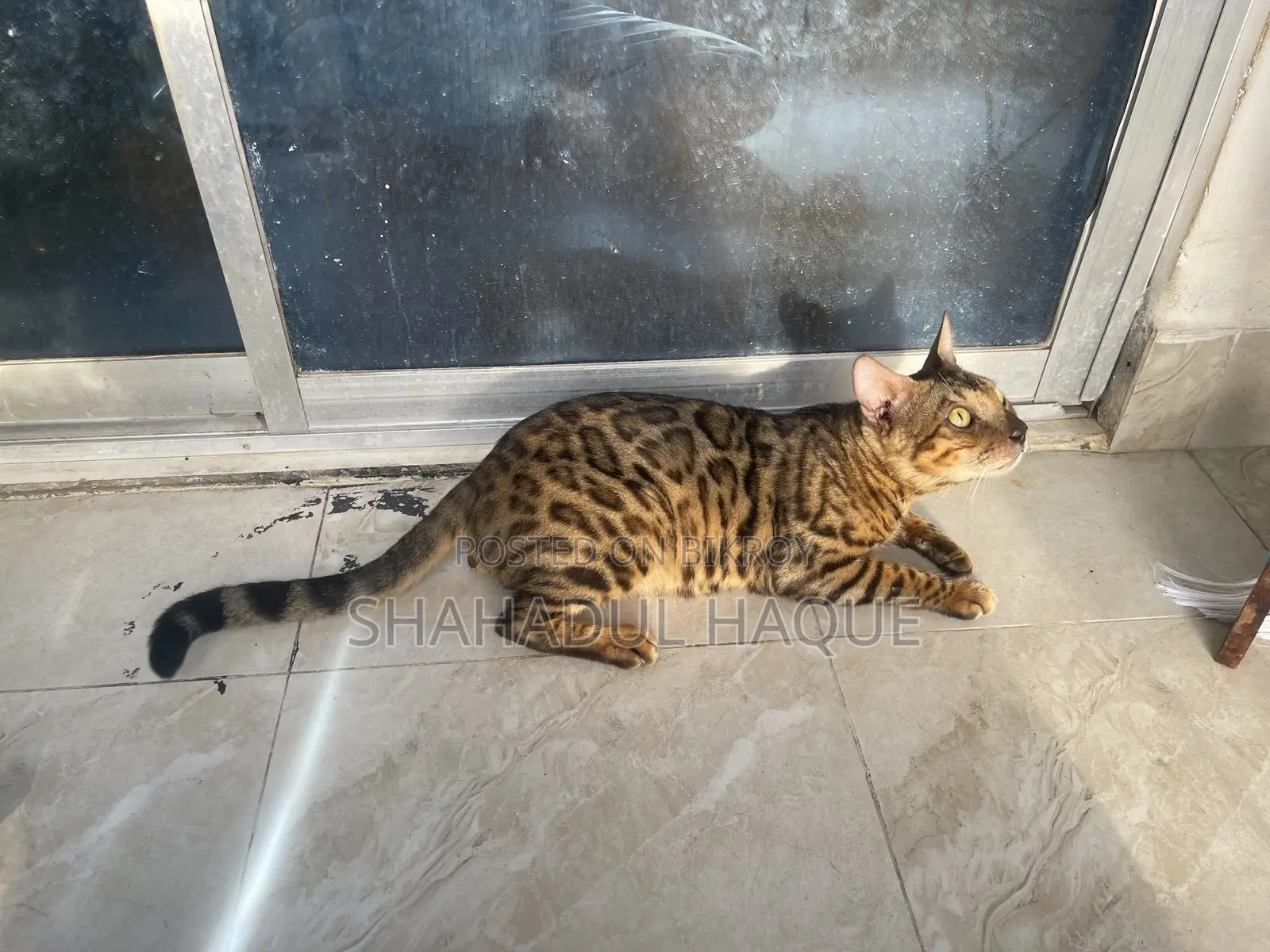 6-12 Months Female Purebred Bengal