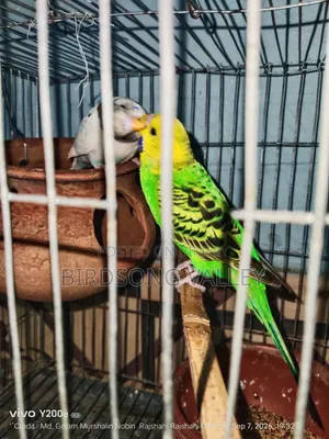 New Adult Pair — বাজরিগার বিক্রি হবে