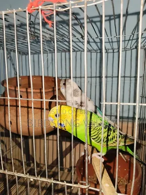 New Adult Pair — বাজরিগার বিক্রি হবে