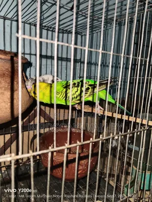 New Adult Pair — বাজরিগার বিক্রি হবে