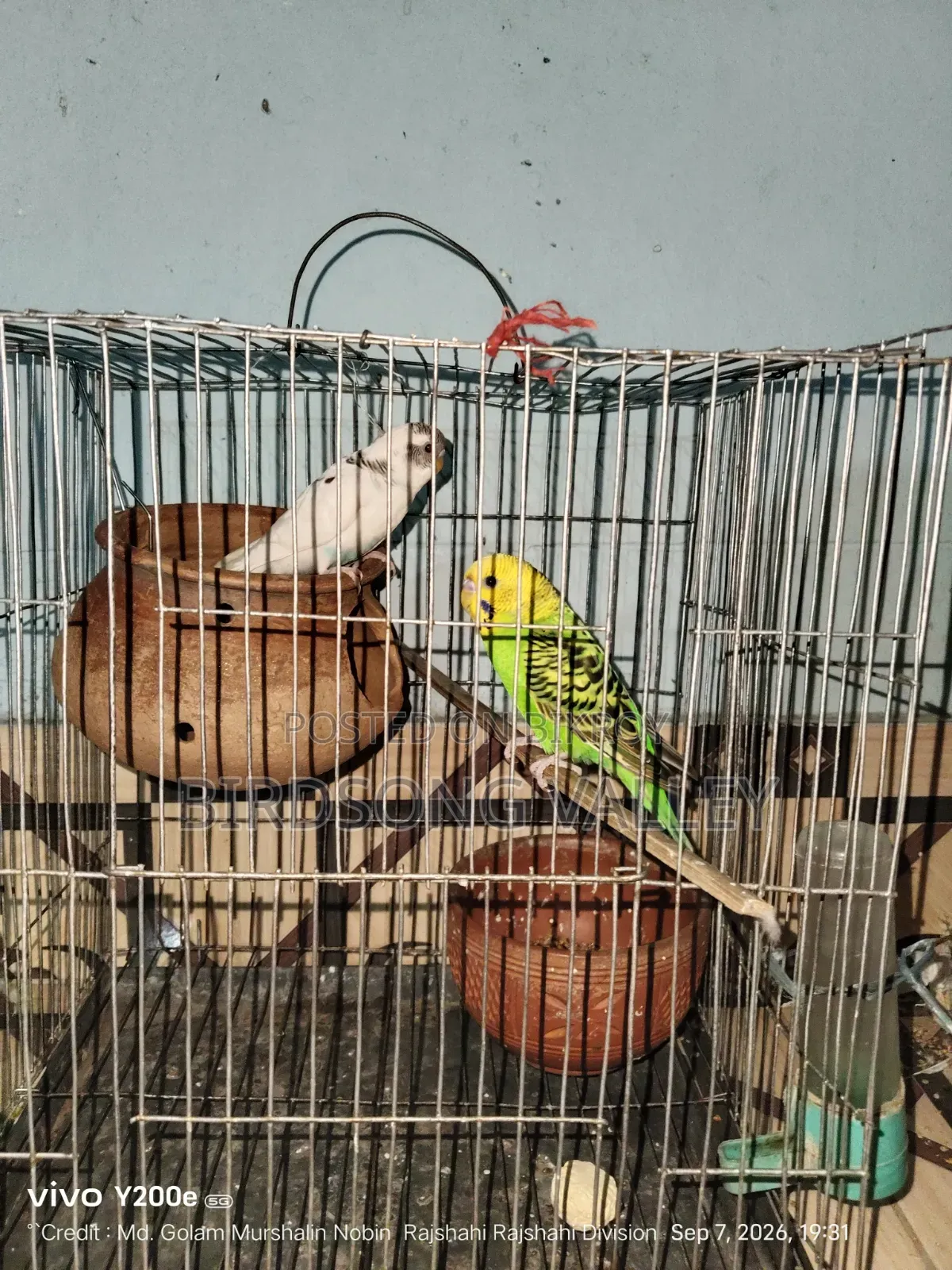 New Adult Pair — বাজরিগার বিক্রি হবে