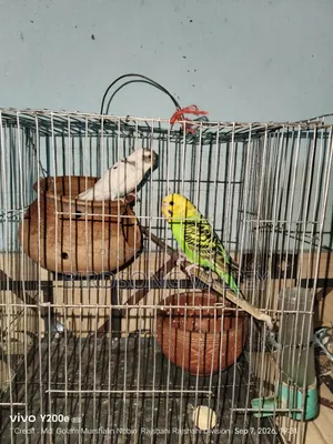 New Adult Pair — বাজরিগার বিক্রি হবে