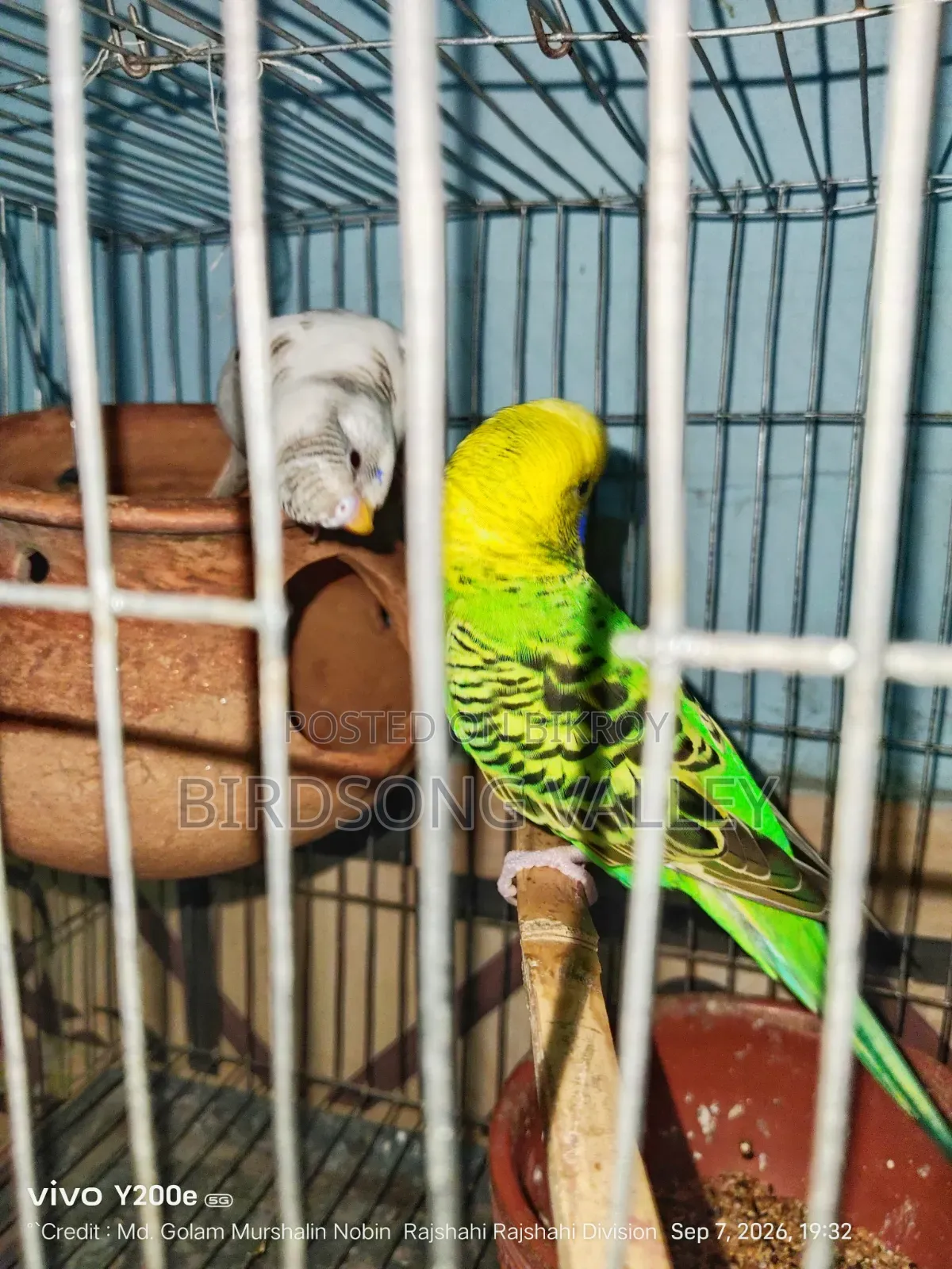New Adult Pair — বাজরিগার বিক্রি হবে