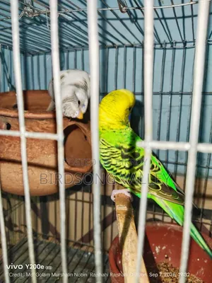 New Adult Pair — বাজরিগার বিক্রি হবে