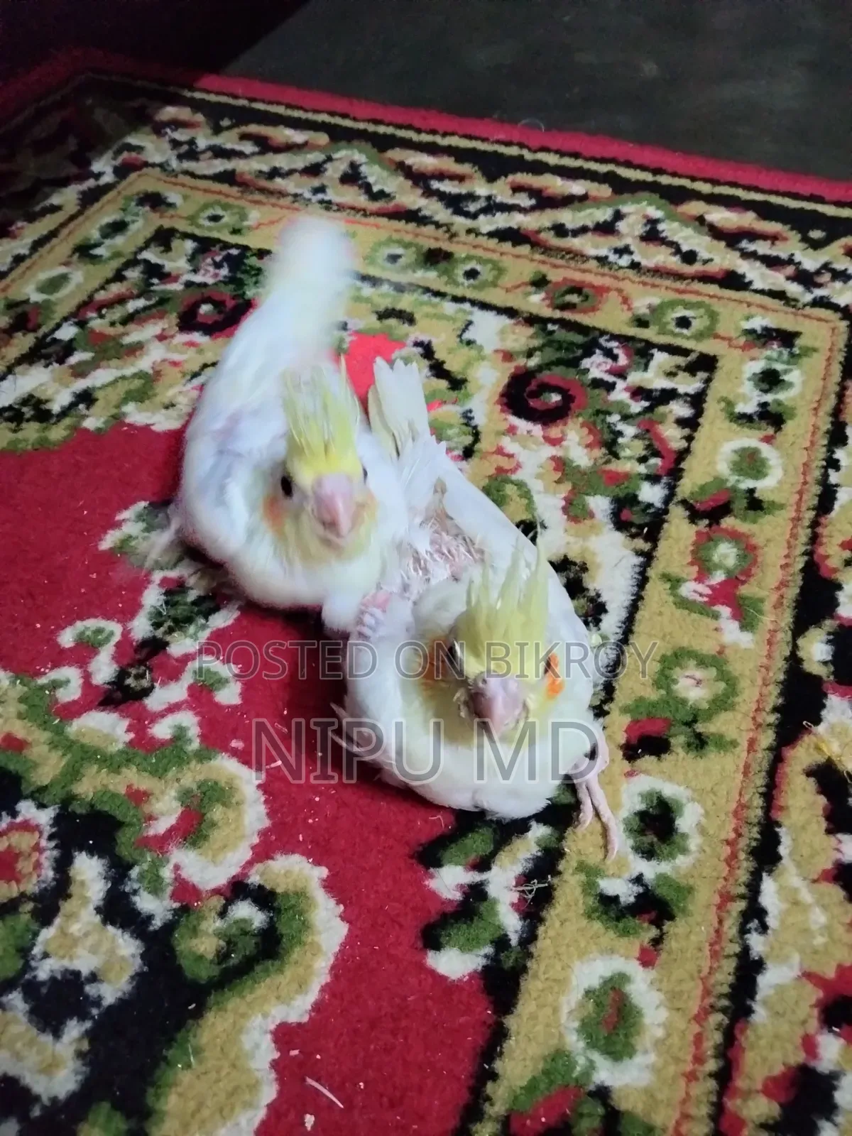 Tame Size Cockatiel Baby Lutino Red Eyes