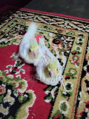 Tame Size Cockatiel Baby Lutino Red Eyes