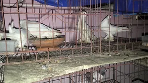Good Quality Rajgolla Pigeon