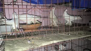 Good Quality Rajgolla Pigeon
