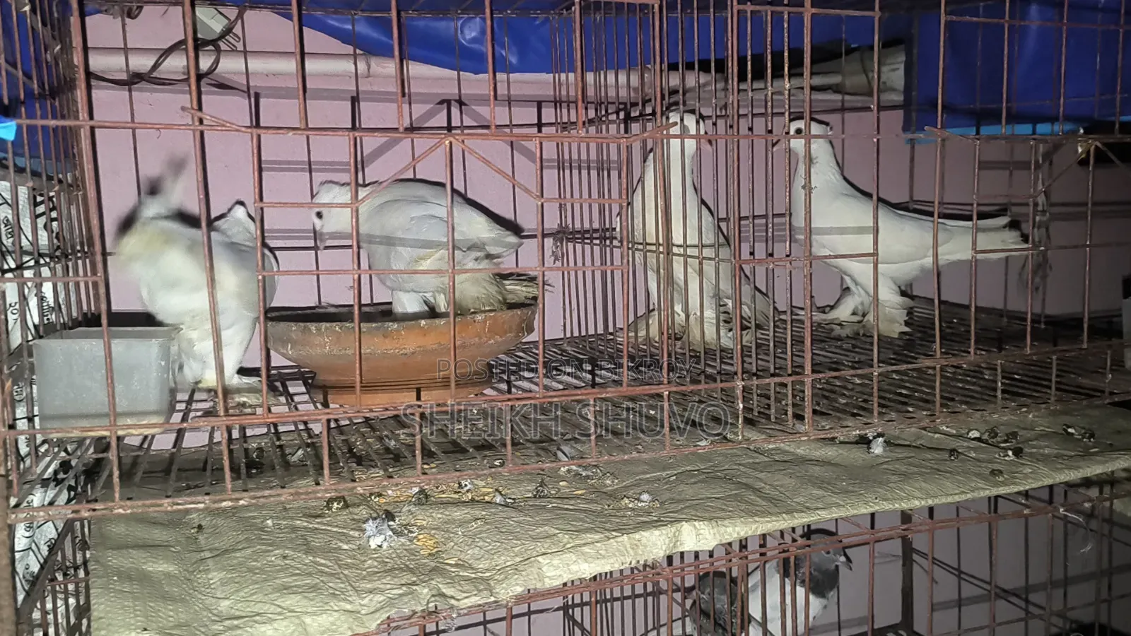 Good Quality Rajgolla Pigeon