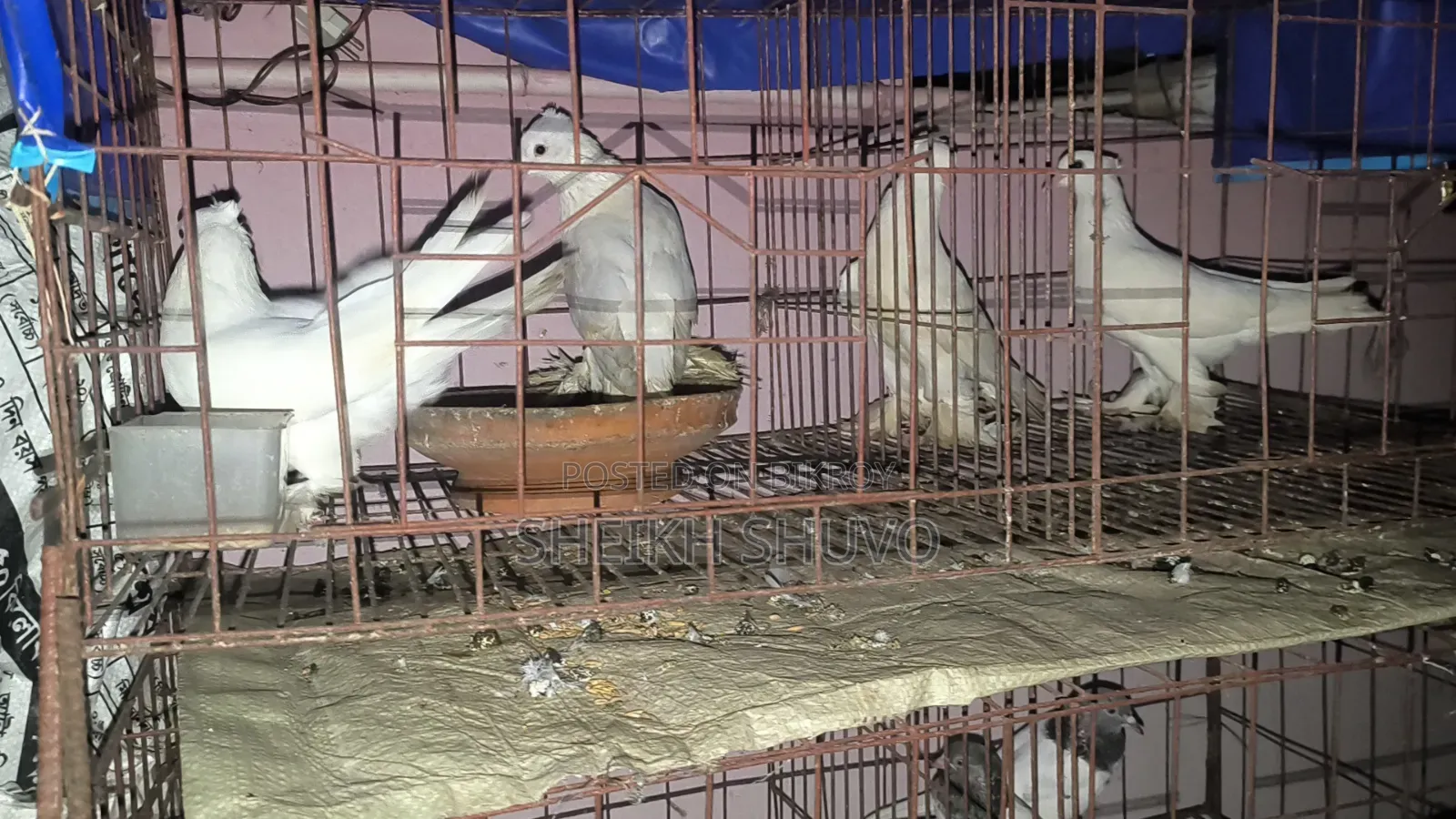 Good Quality Rajgolla Pigeon