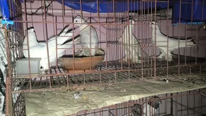 Good Quality Rajgolla Pigeon