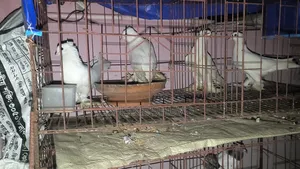 Good Quality Rajgolla Pigeon