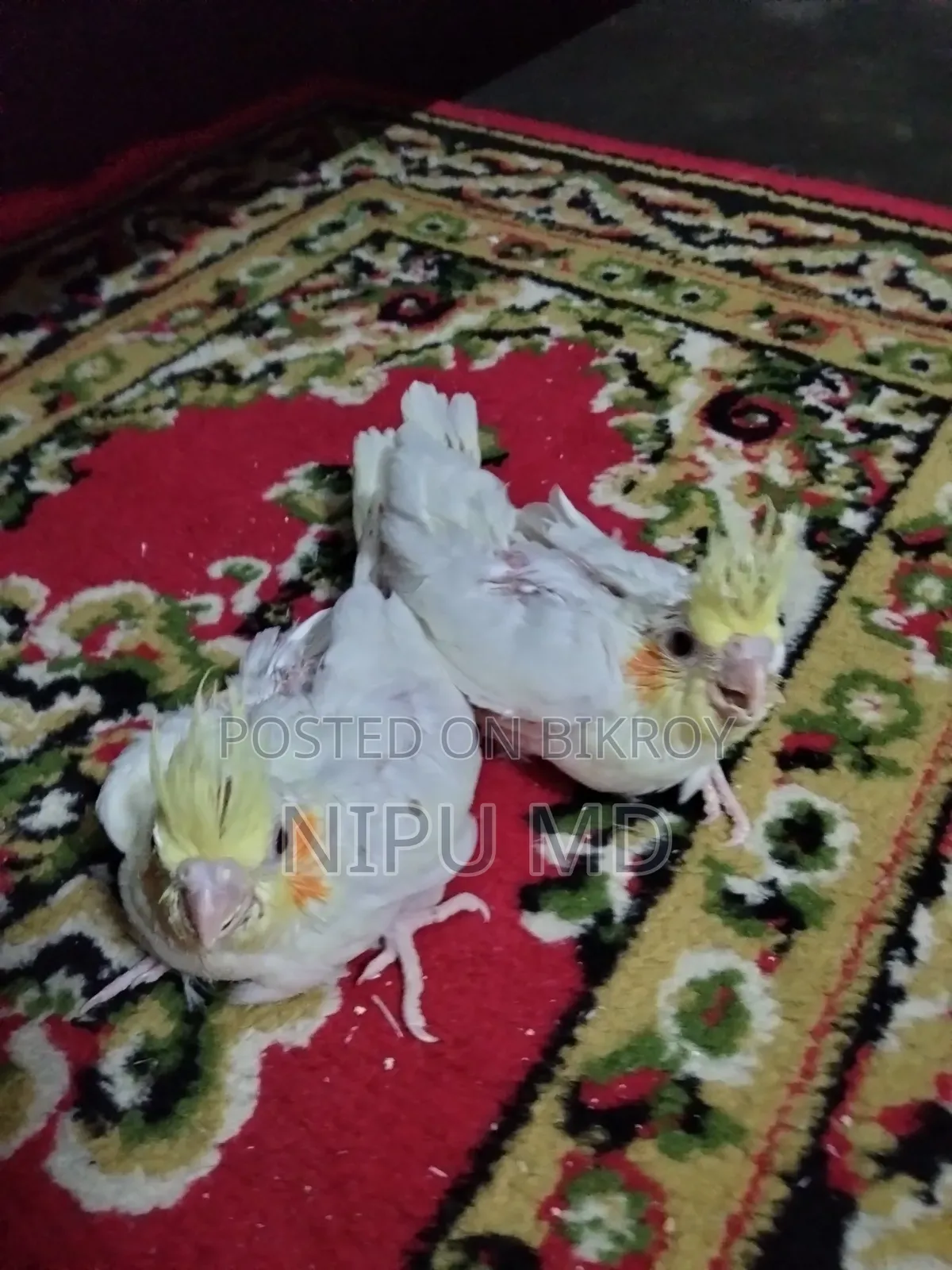 Tame Size Cockatiel Baby Lutino Red Eyes