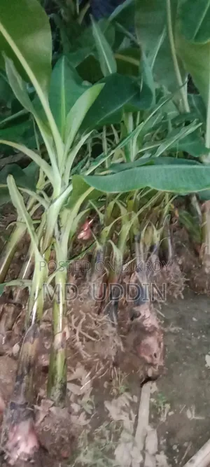 রঙ্গিন সাগর কলা চারা