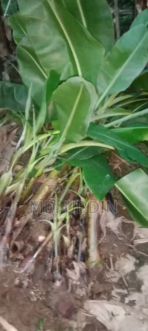 রঙ্গিন সাগর কলা চারা