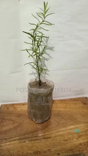 রোজমেরি চারা