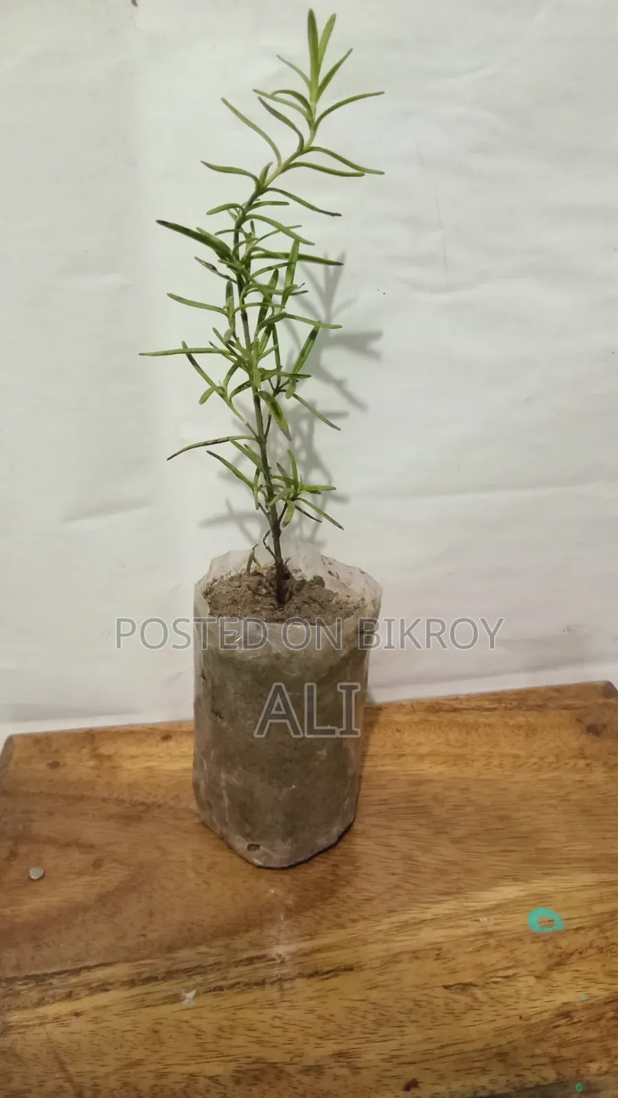 রোজমেরি চারা