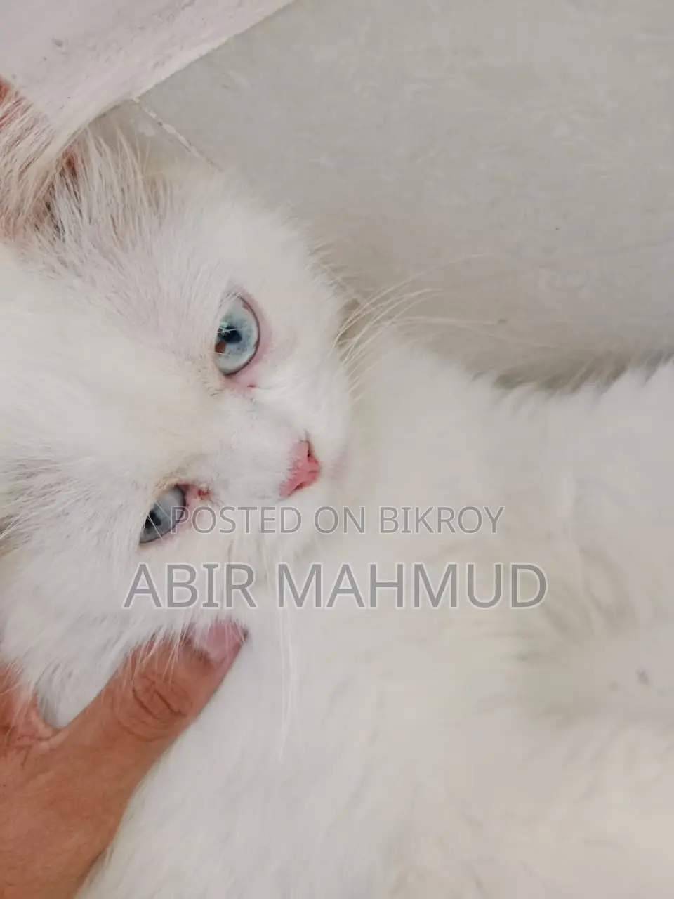 1+ Year Male Purebred Persian