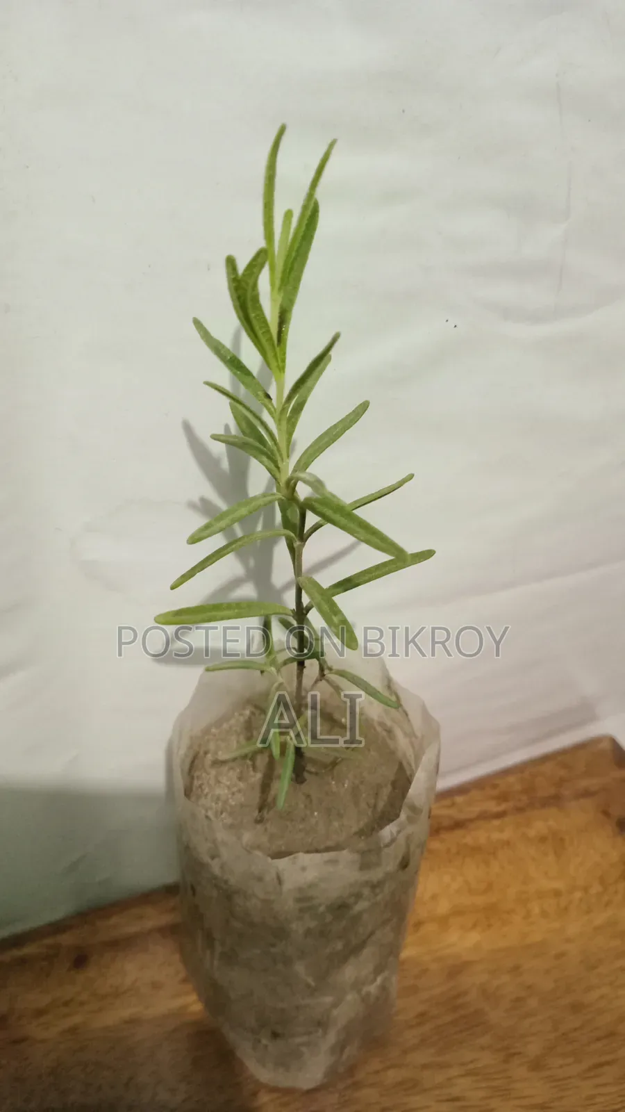রোজমেরি চারা