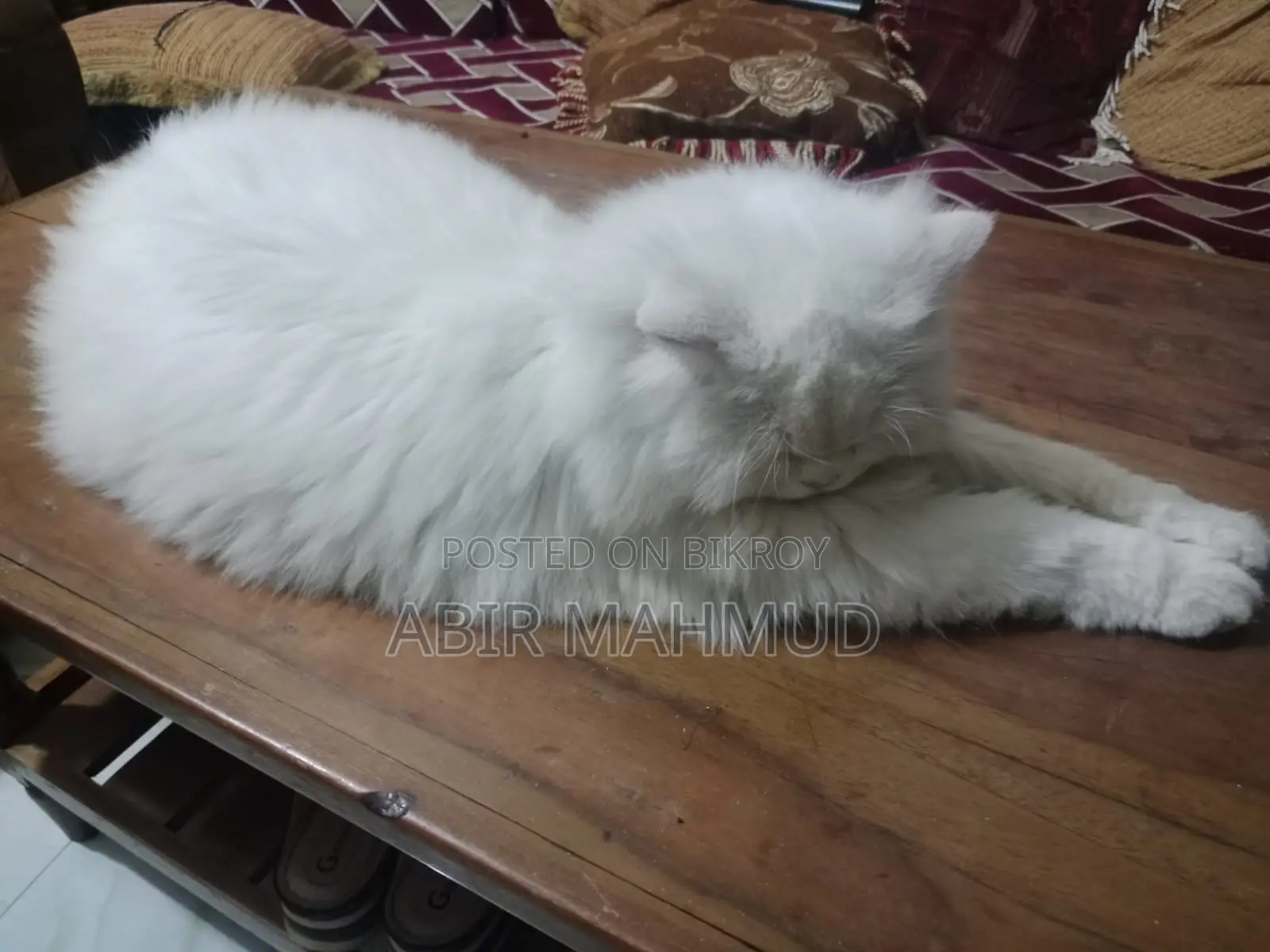 1+ Year Male Purebred Persian
