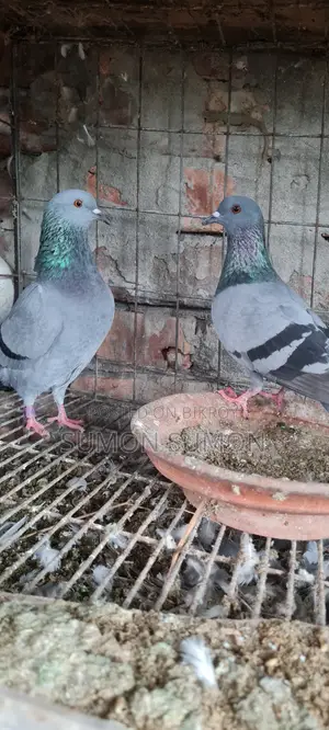 অরজিনাল জালালি বুনো