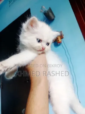1-3 Months Female Purebred Persian