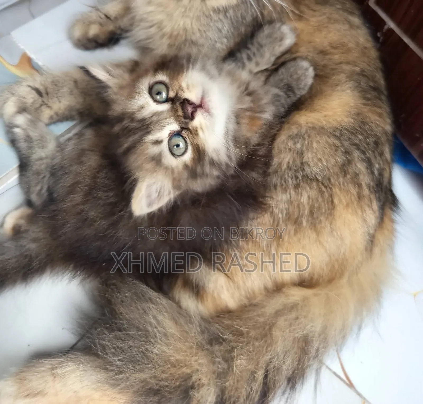 1-3 Months Female Purebred Persian