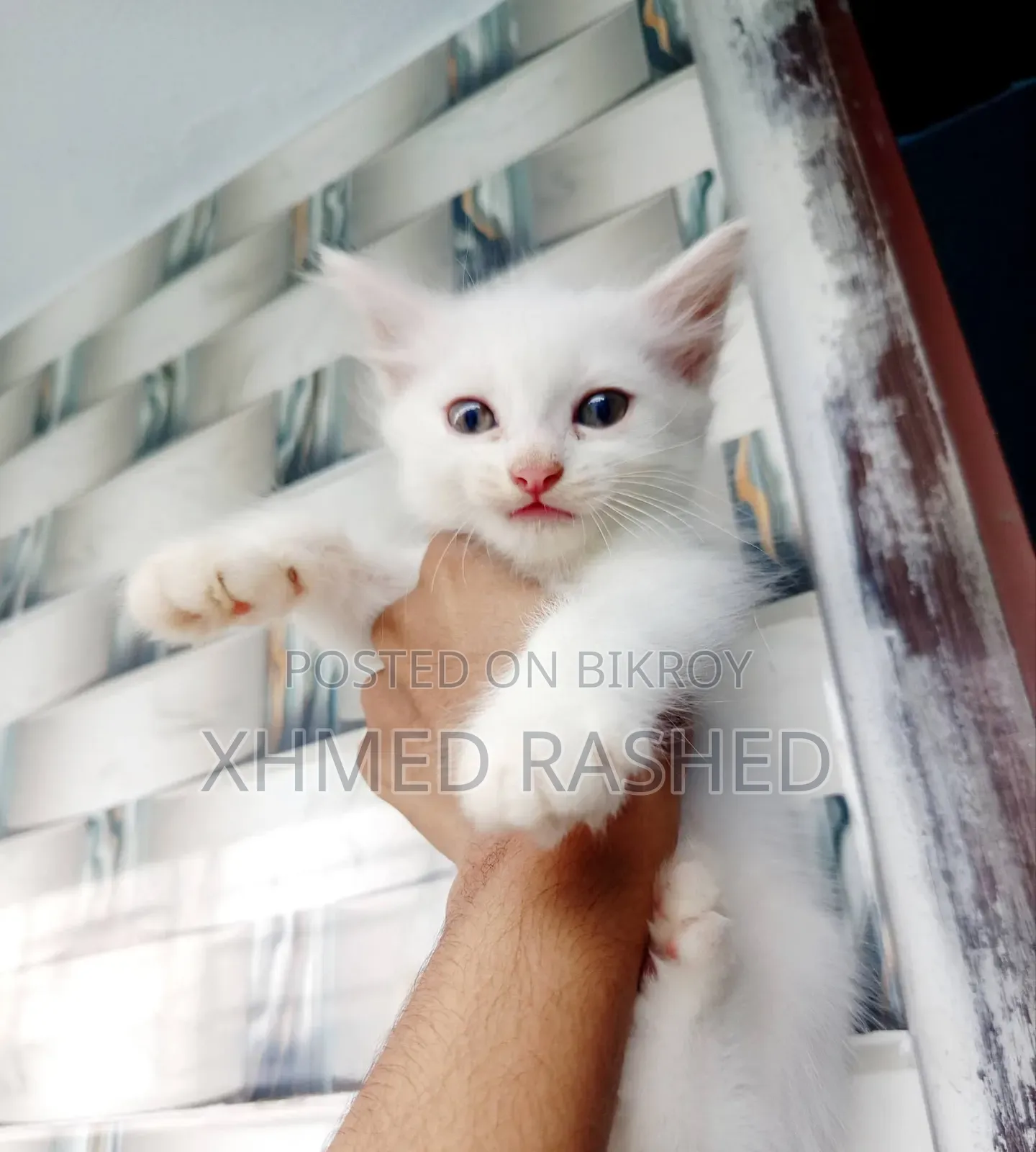 1-3 Months Female Purebred Persian