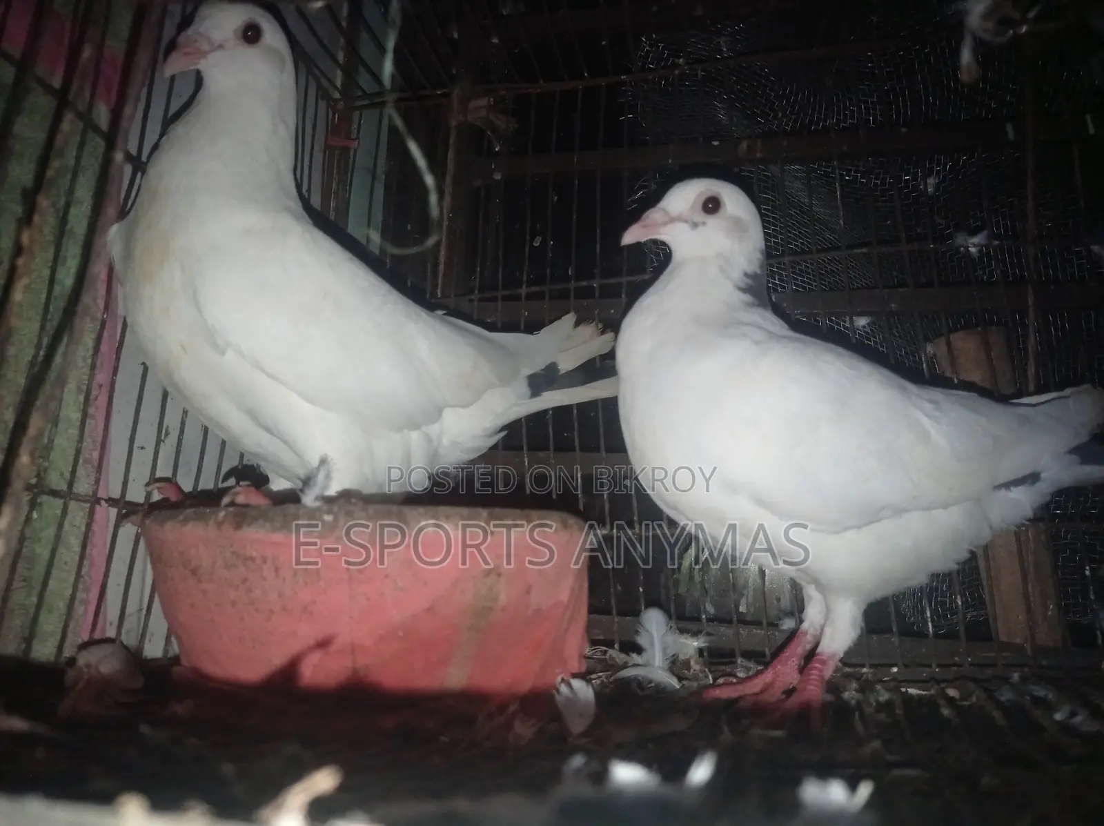 এক জোড়া কবুতর