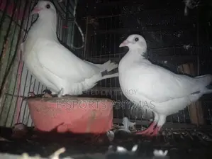 এক জোড়া কবুতর