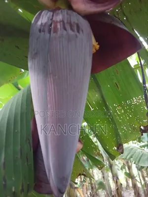 কলার মগজ ও কলার কাধী