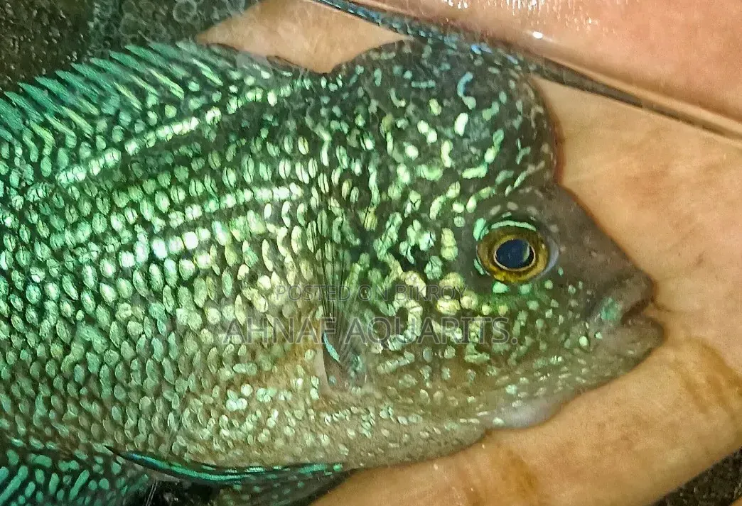 হেডপপ এসআরডি ফ্লাওয়ারহর্ন মেল