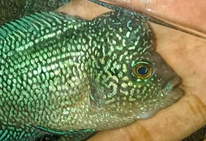 হেডপপ এসআরডি ফ্লাওয়ারহর্ন মেল
