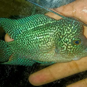 হেডপপ এসআরডি ফ্লাওয়ারহর্ন মেল